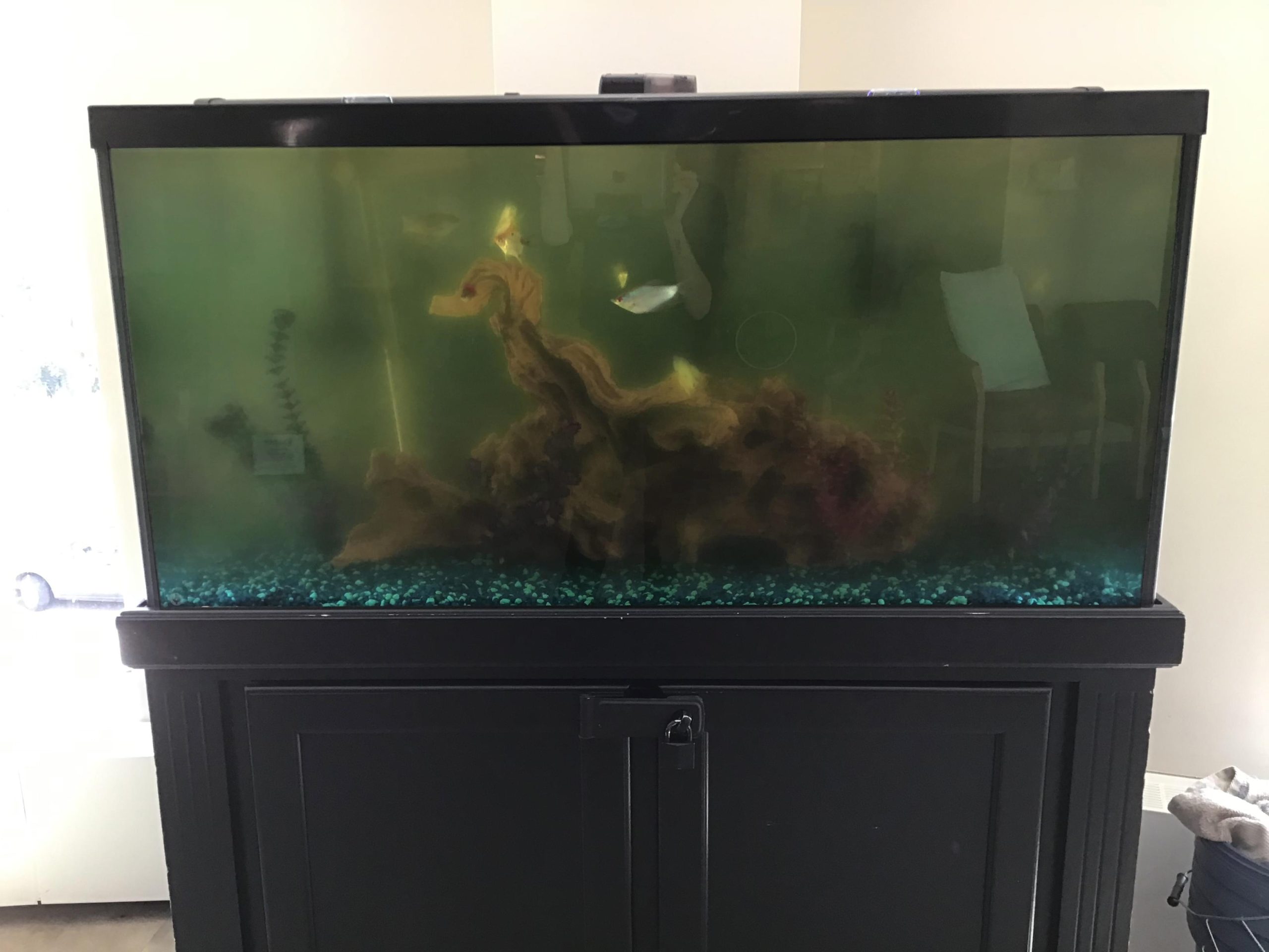 Before Aquarium Maintenance