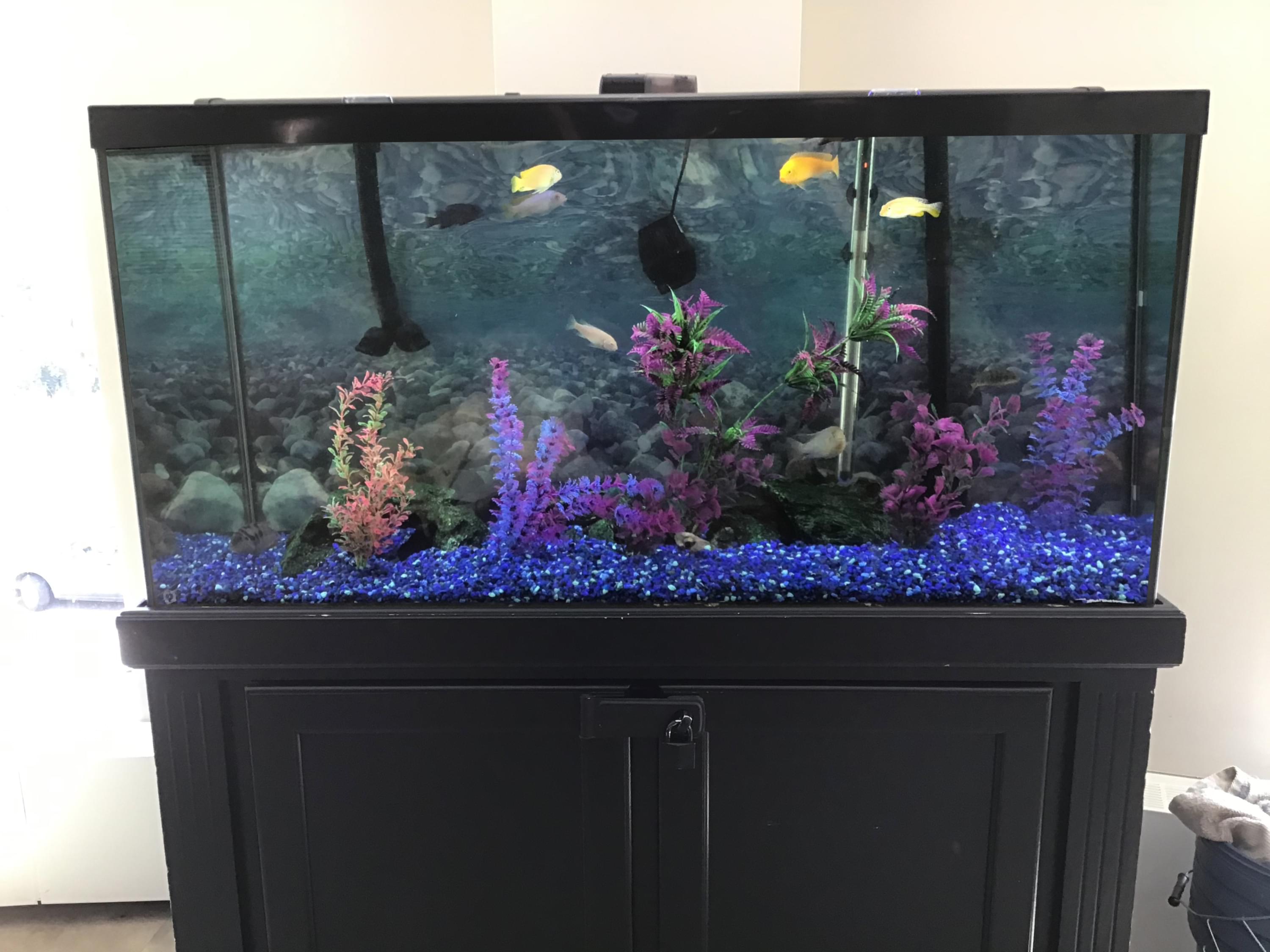 after aquarium cleaning in Calgary of clients tank