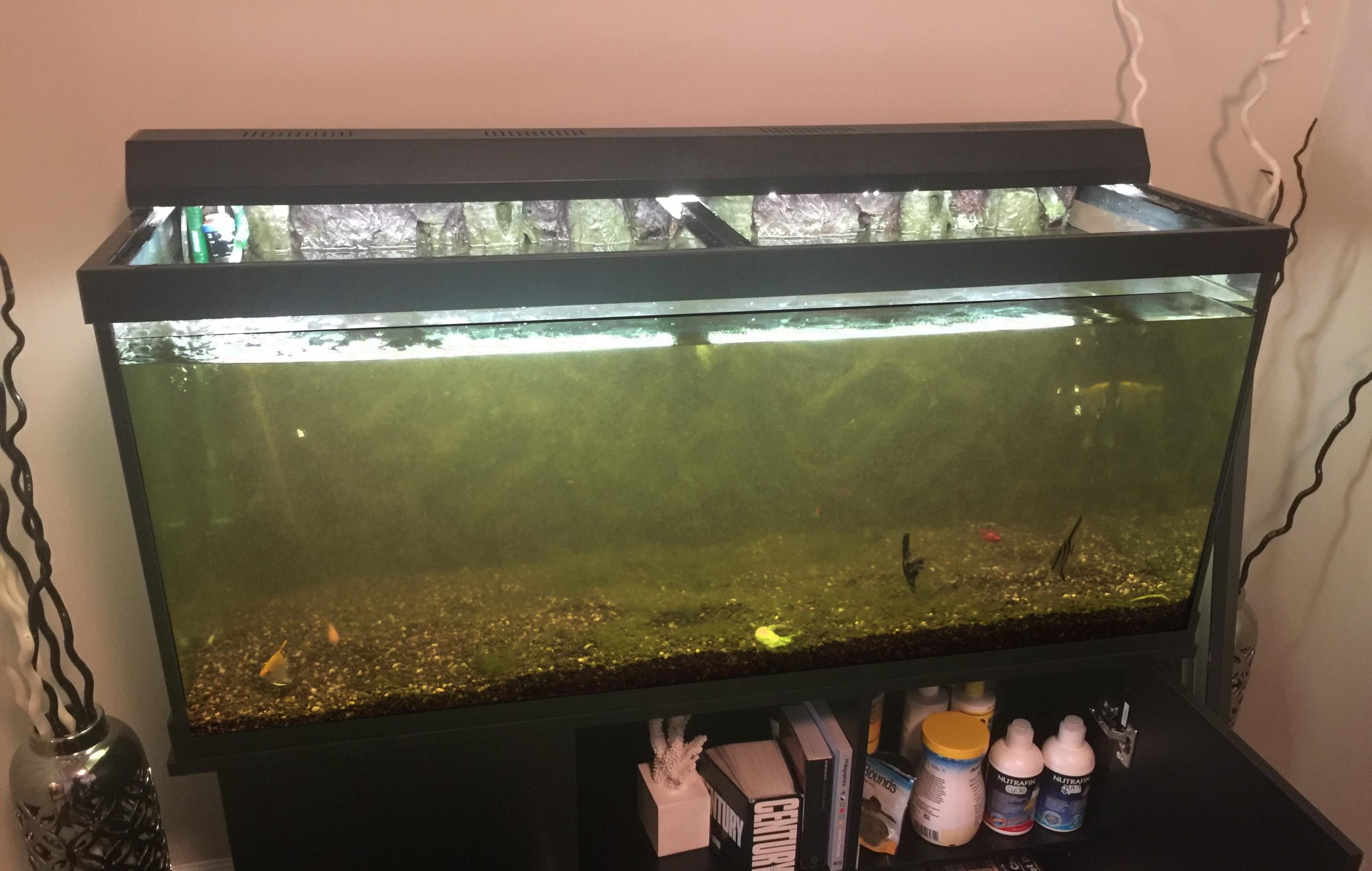 before aquairum cleaning in Calgary