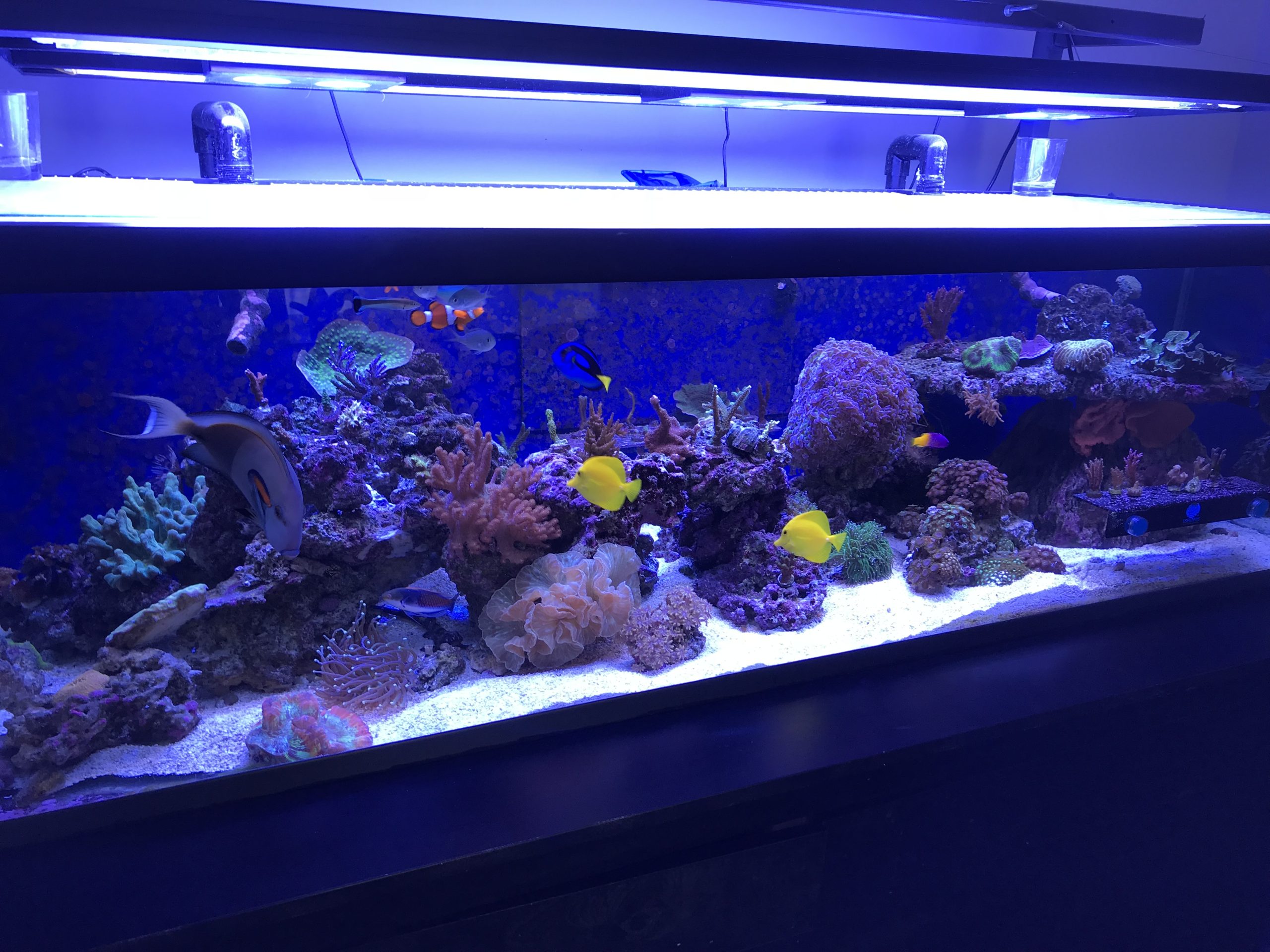 aquarium cleaning in calgary of clients tank