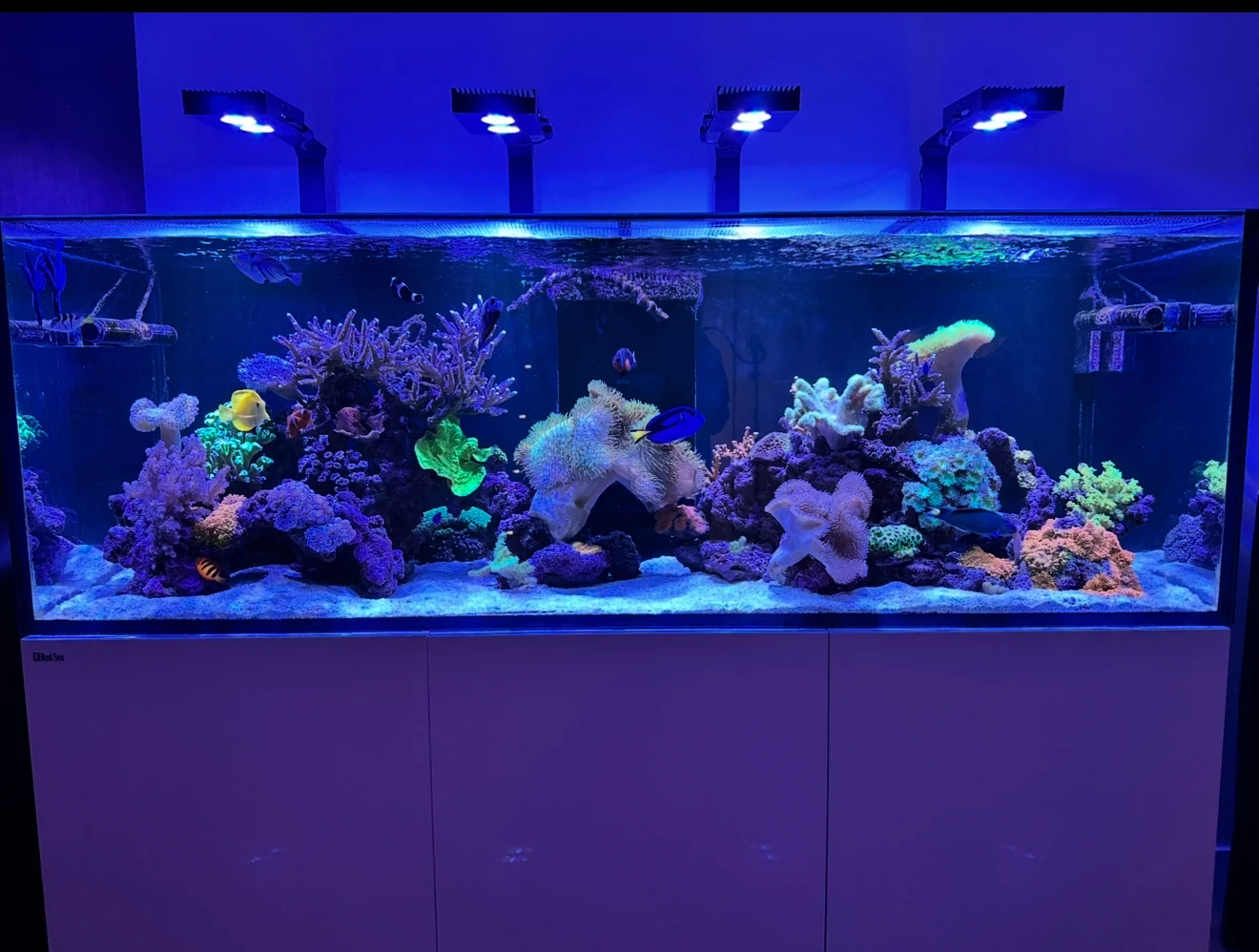 Custom saltwater reef aquarium with vibrant corals, tropical fish, and modern LED lighting installed in a residential home.