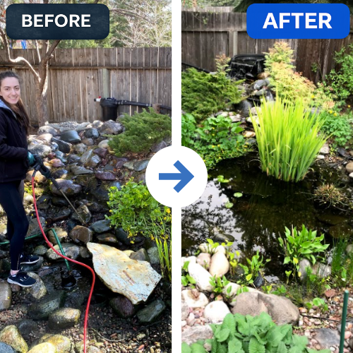 Before and after pond maintenance showing improved water clarity, plants and overall pond appearance.